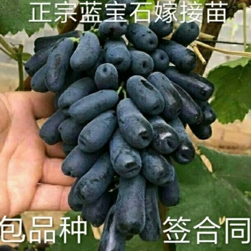 蓝宝石葡萄苗自然无核嫁接苗当年结果提供种植技术包邮