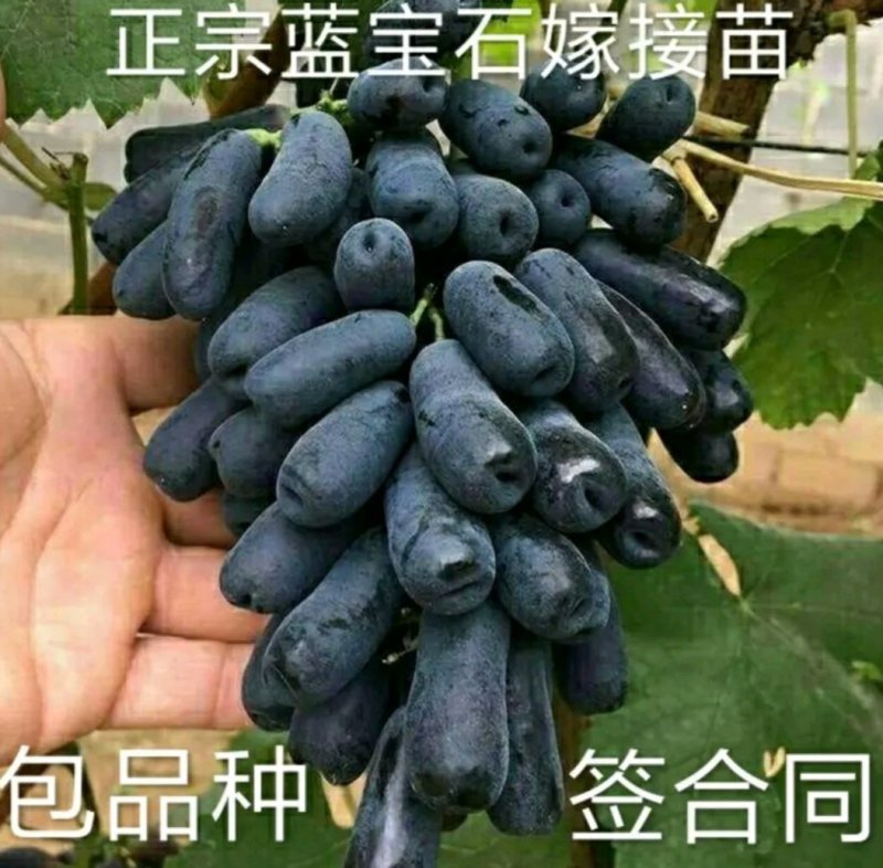 蓝宝石葡萄苗自然无核嫁接苗当年结果提供种植技术包邮