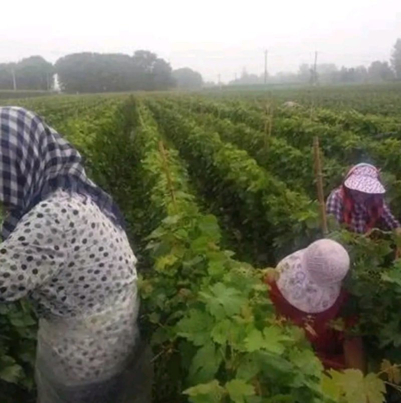 蓝宝石葡萄苗自然无核嫁接苗当年结果提供种植技术包邮