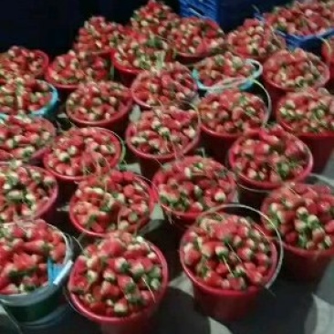 草莓甜茶理陆续上市中质量杠杠的！有需要的老板联系