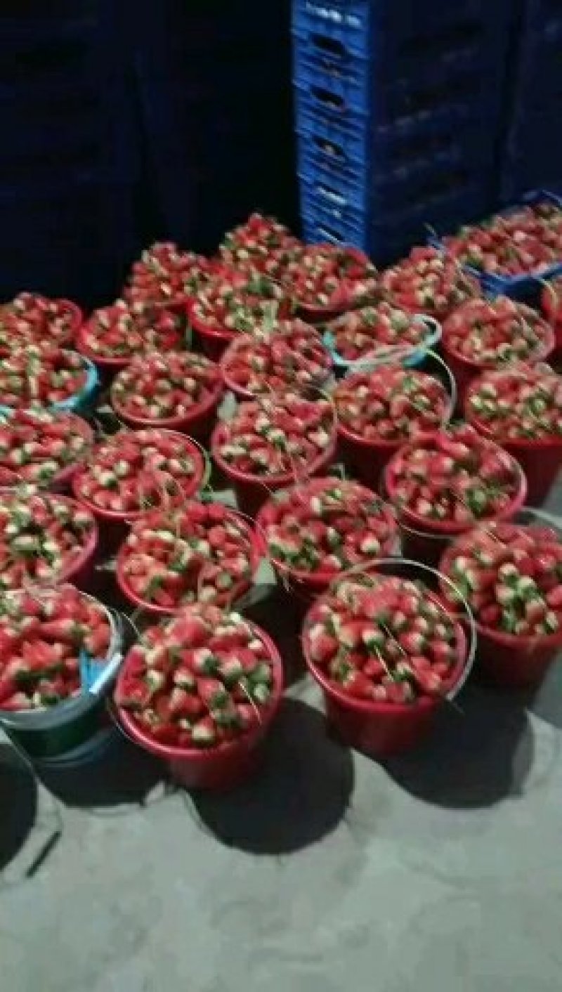 草莓甜茶理陆续上市中质量杠杠的！有需要的老板联系