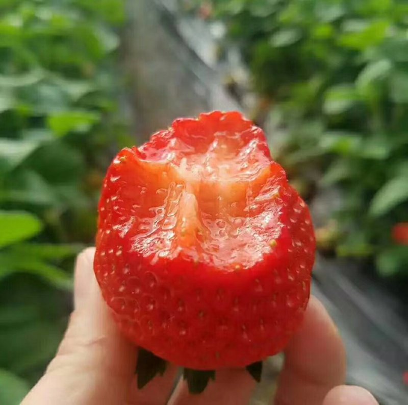 草莓甜茶理陆续上市中质量杠杠的！有需要的老板联系