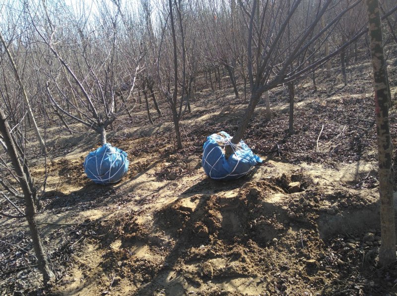 榆叶梅