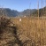 龙山资农合作社黄柏种苗、产地直销货源充足各种规格任您选购