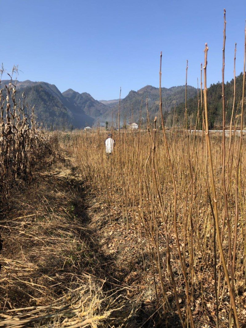 龙山资农合作社黄柏种苗、产地直销货源充足各种规格任您选购