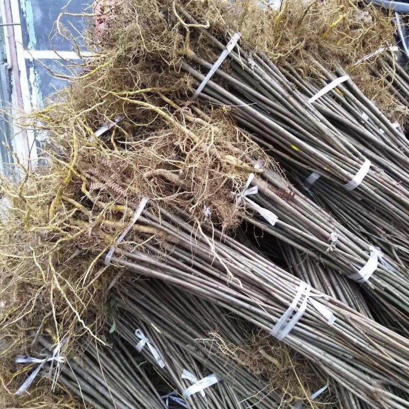 龙山资农合作社黄柏种苗、产地直销货源充足各种规格任您选购