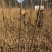 龙山资农合作社黄柏种苗、产地直销货源充足各种规格任您选购