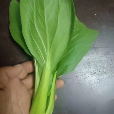 青菜，油菜，快菜，芹菜，生菜