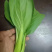 青菜，油菜，快菜，芹菜，生菜
