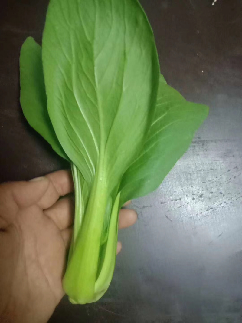 青菜，油菜，快菜，芹菜，生菜