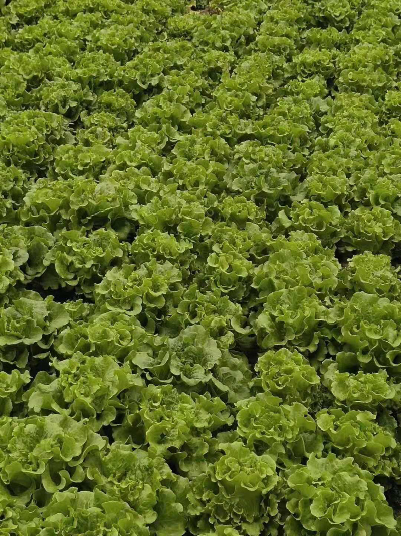 青菜，油菜，快菜，芹菜，生菜