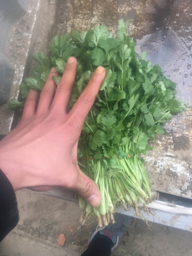 青菜，油菜，快菜，芹菜，生菜