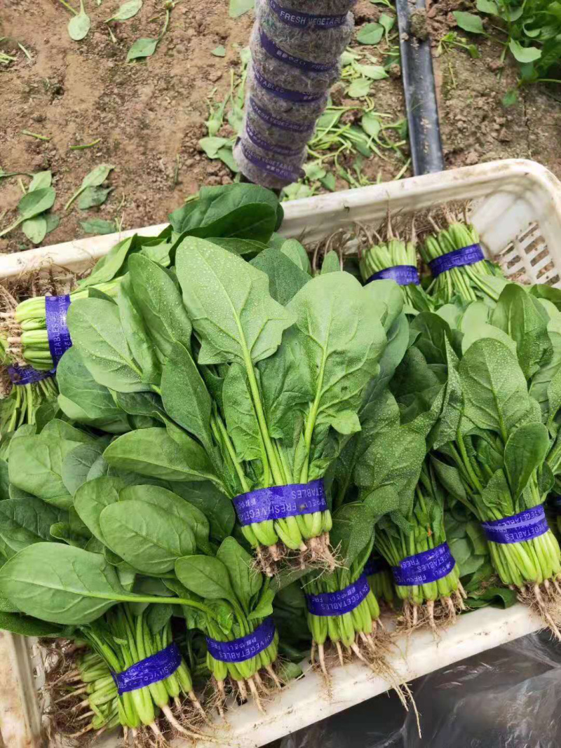 青菜，油菜，快菜，芹菜，生菜