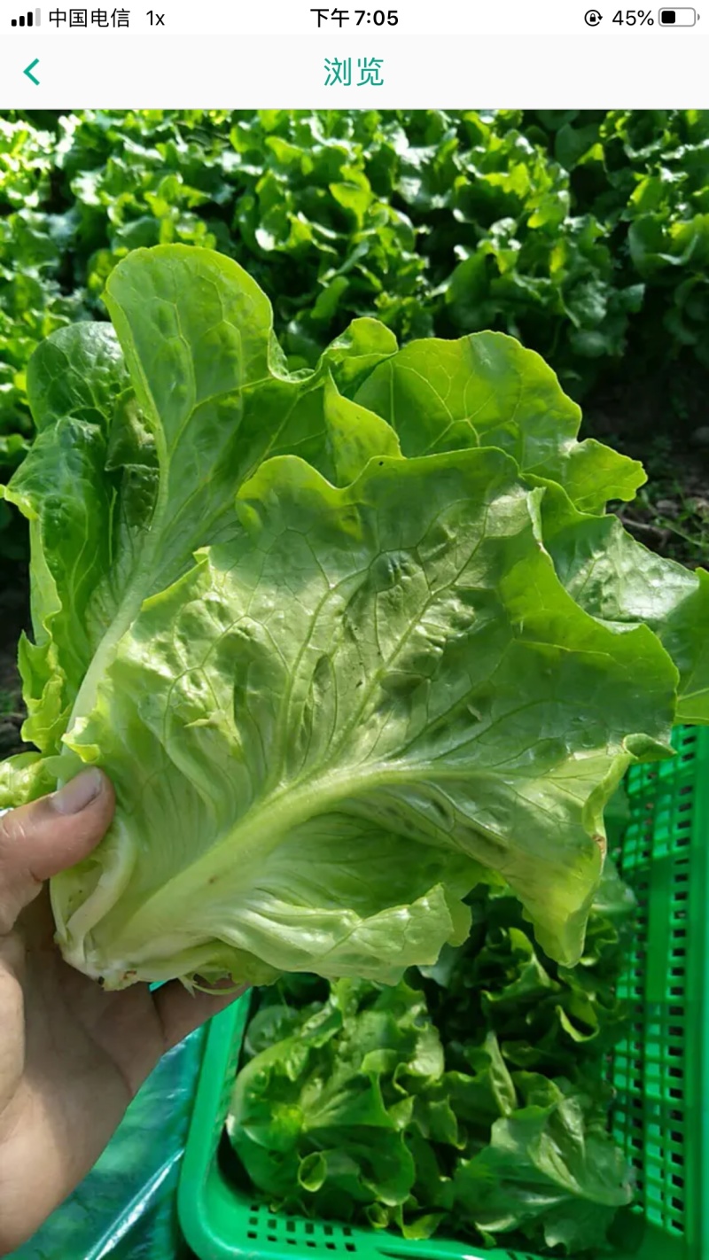 青菜，油菜，快菜，芹菜，生菜