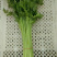 青菜，油菜，快菜，芹菜，生菜
