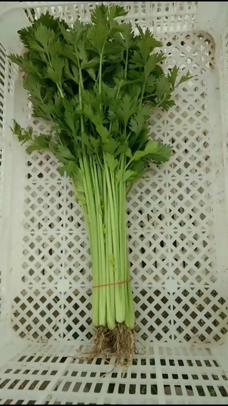 青菜，油菜，快菜，芹菜，生菜
