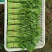 青菜，油菜，快菜，芹菜，生菜