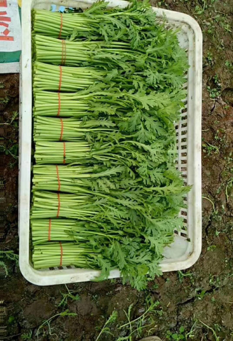 青菜，油菜，快菜，芹菜，生菜