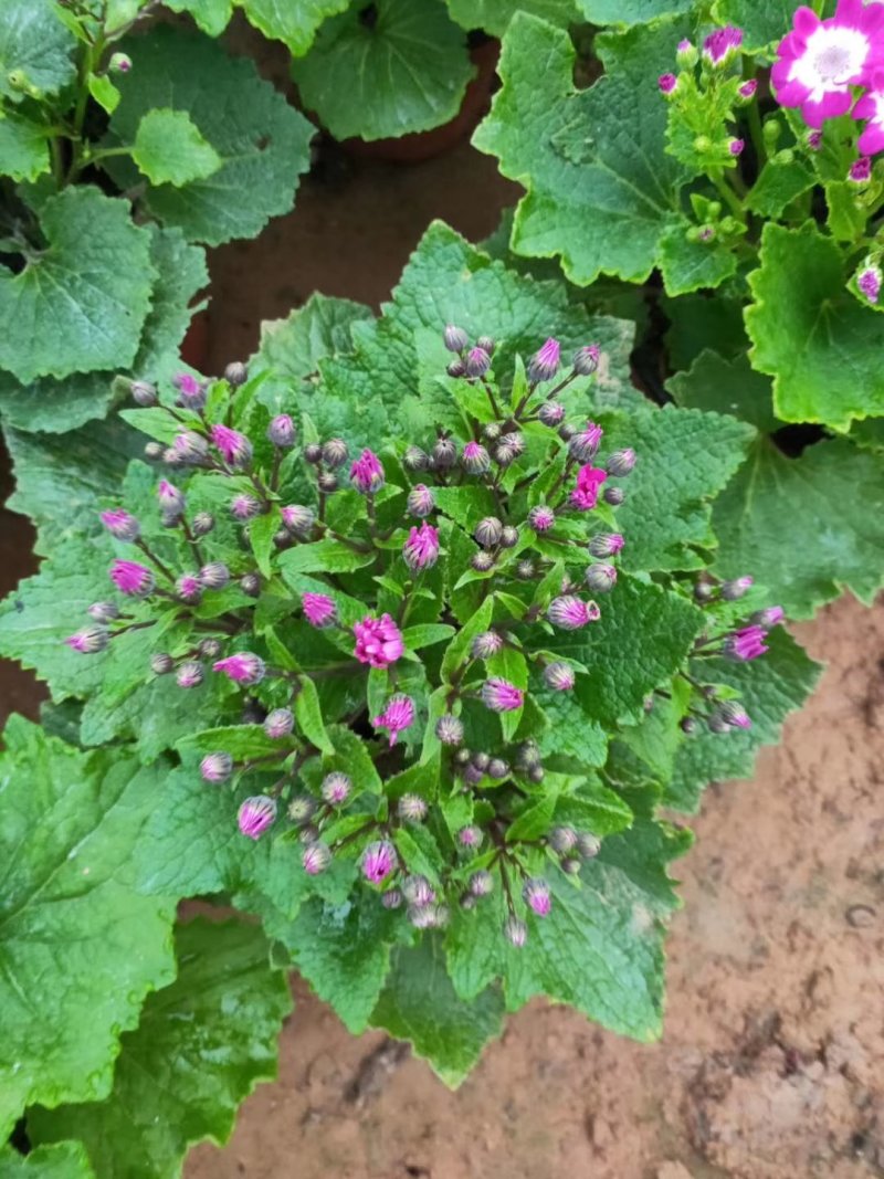 瓜叶菊带花苞原土原盆发货