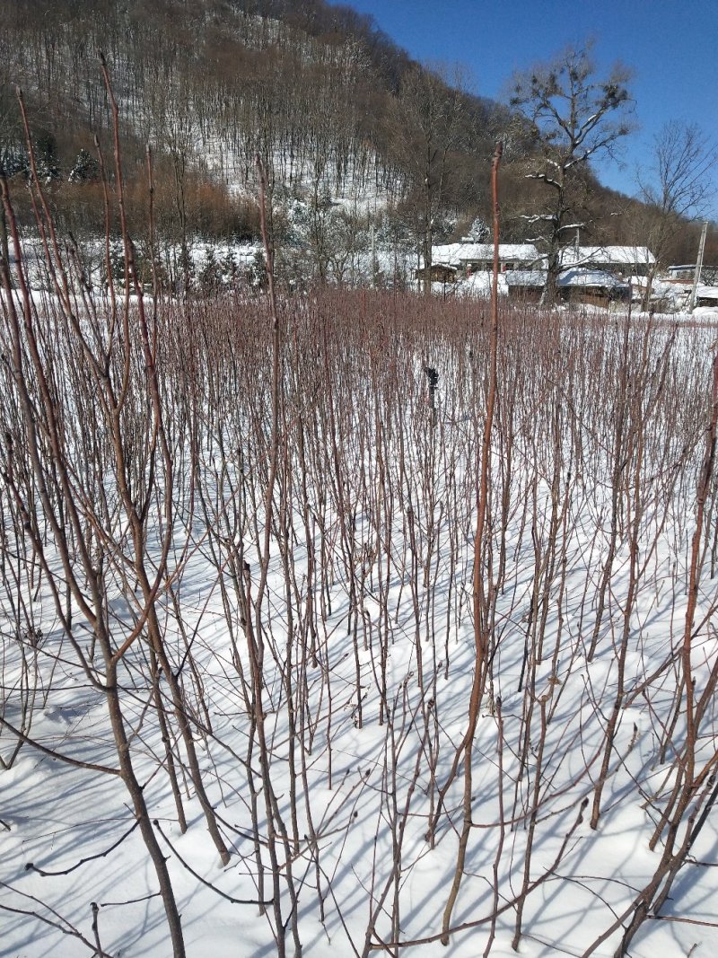 苗农直销水榆花楸1~2年苗，水榆花楸苗花楸苗