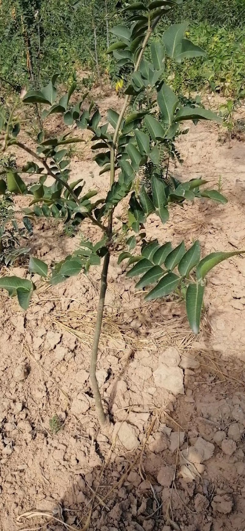 药用皂角苗，成活率高，产量高（1-2年苗都有）大刺皂角