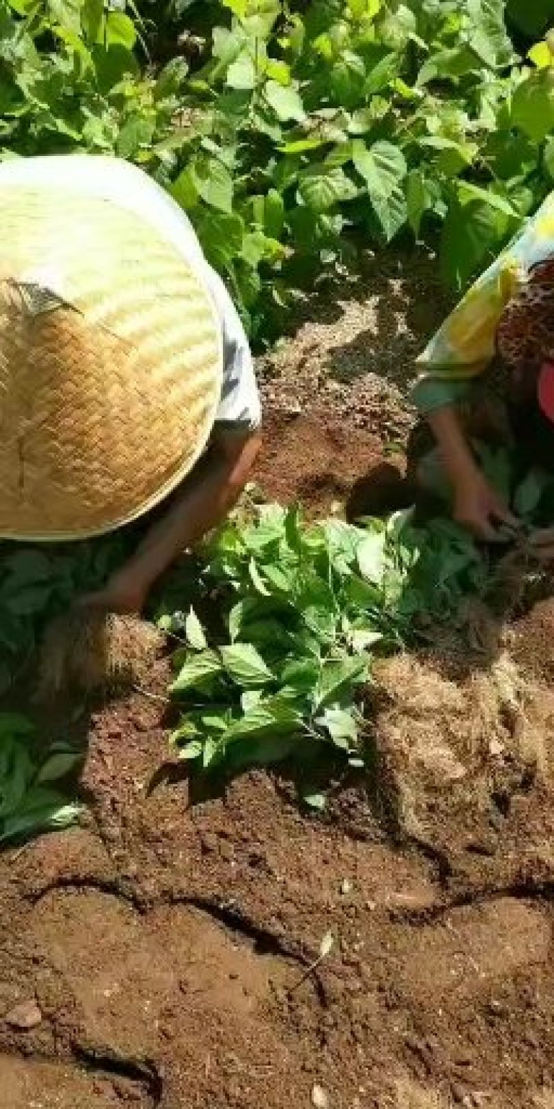 五味子苗产地直销无中介，价格实惠，保质保量