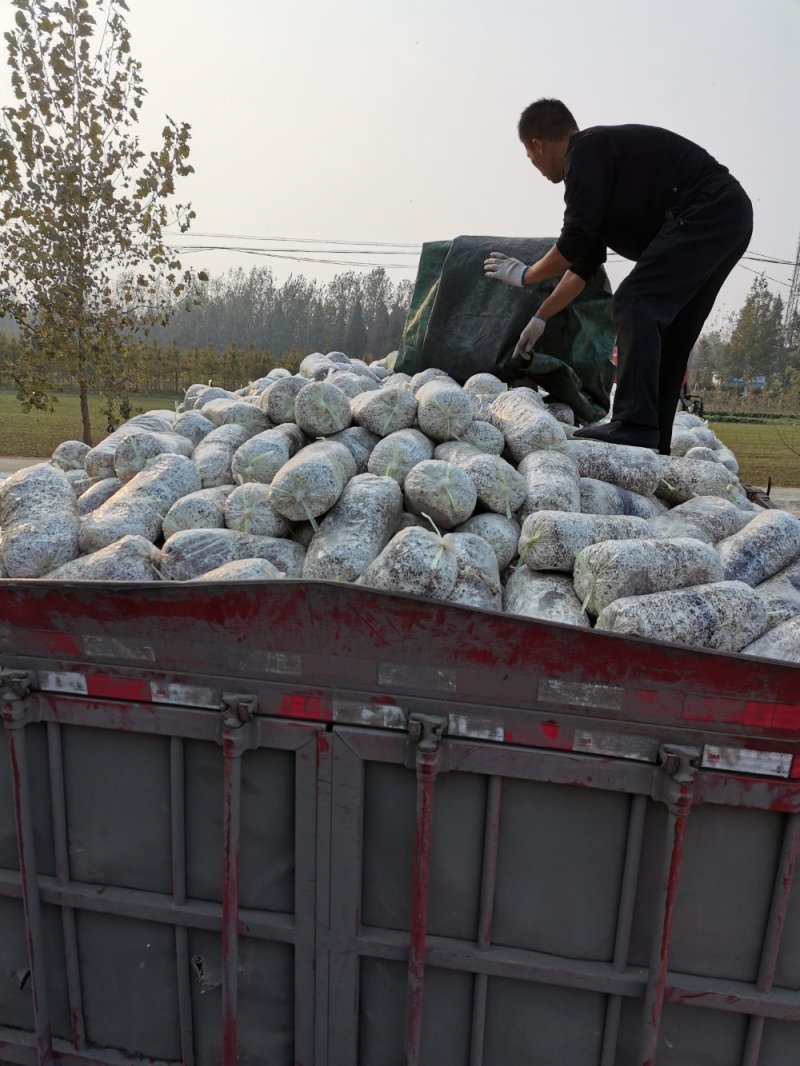 平菇菌棒高金鑫山东临沂各类菌种量大价优欢迎