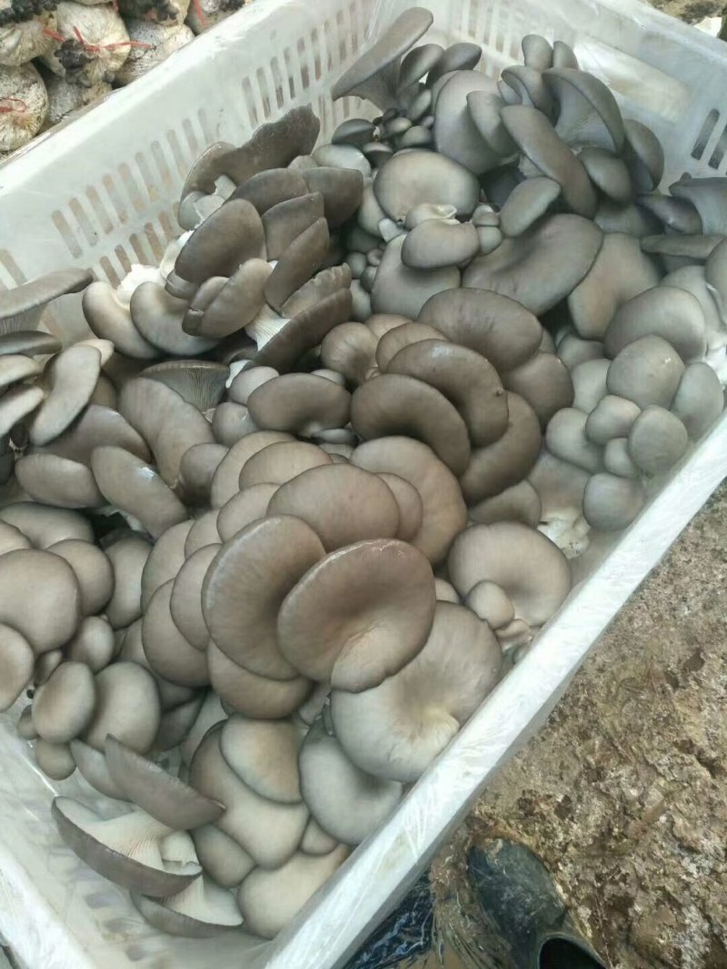 平菇菌棒高金鑫山东临沂各类菌种量大价优欢迎