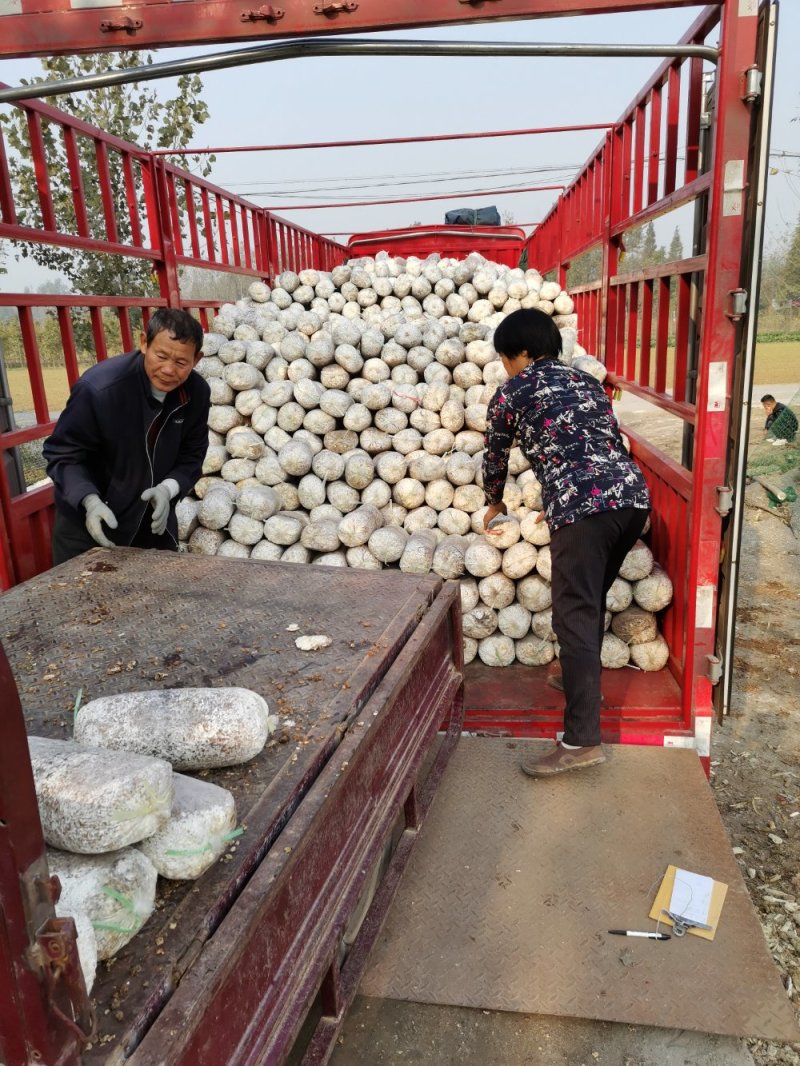 平菇菌棒高金鑫山东临沂各类菌种量大价优欢迎