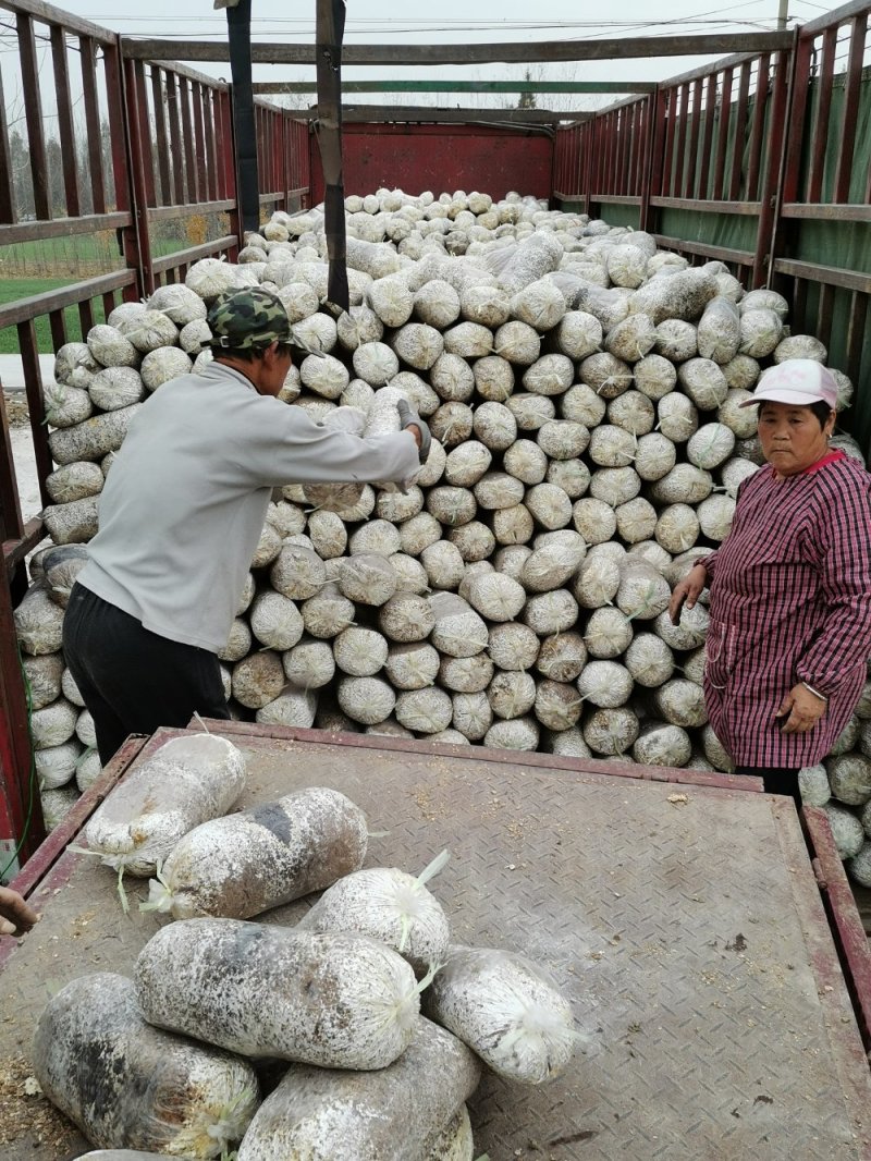 平菇菌棒高金鑫山东临沂各类菌种量大价优欢迎