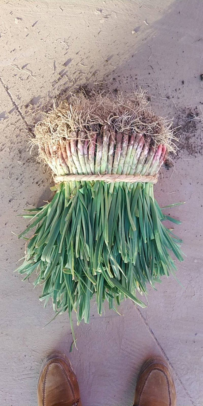 优质红根掐头直根蒜苗大量上市