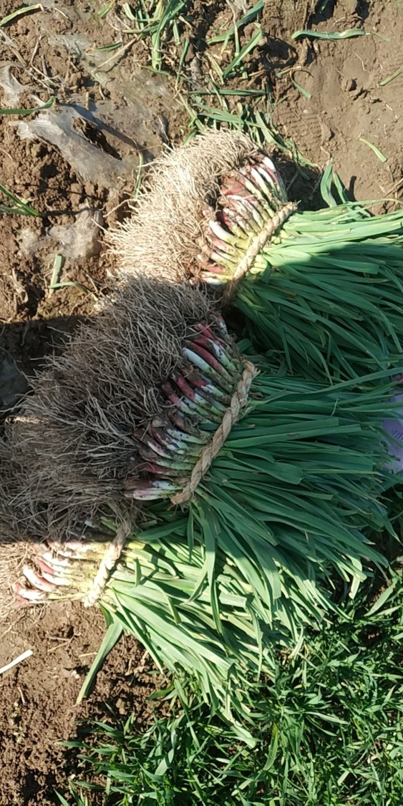 优质红根掐头直根蒜苗大量上市