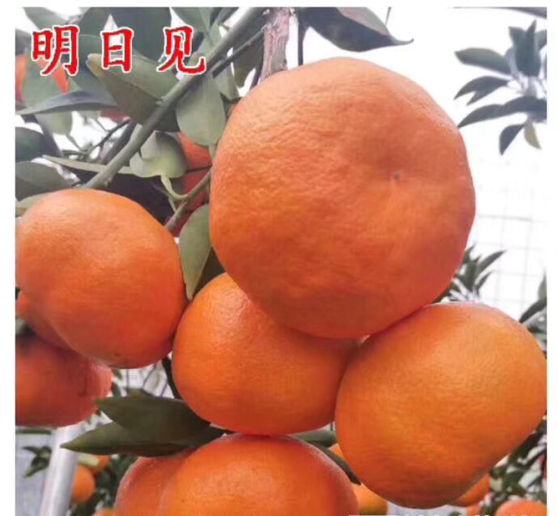 明日见柑橘苗杯苗，地苗