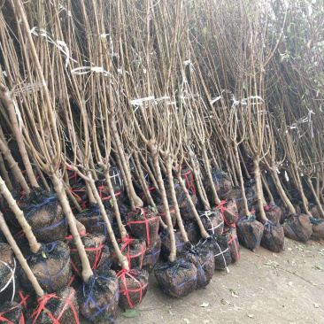 晚湖景水蜜桃，嫁接桃苗，三年苗，带土球苗，