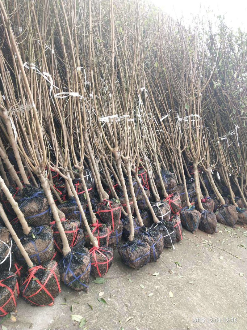 晚湖景水蜜桃，嫁接桃苗，三年苗，带土球苗，
