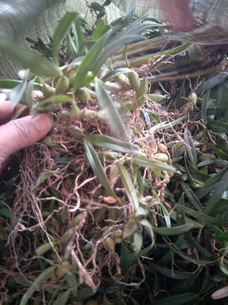 新鲜双叶中果石橄榄大果有货批发
