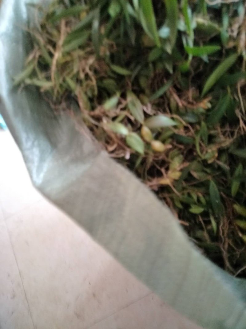 新鲜双叶中果石橄榄大果有货批发