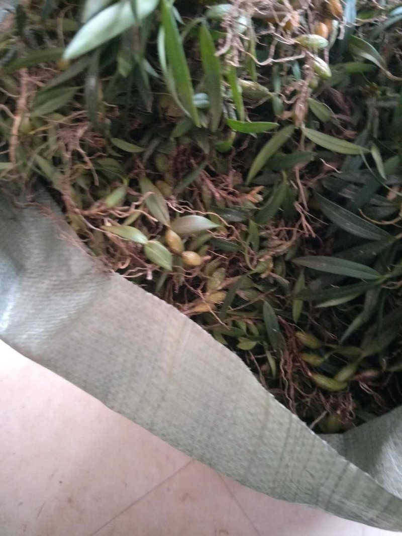 新鲜双叶中果石橄榄大果有货批发