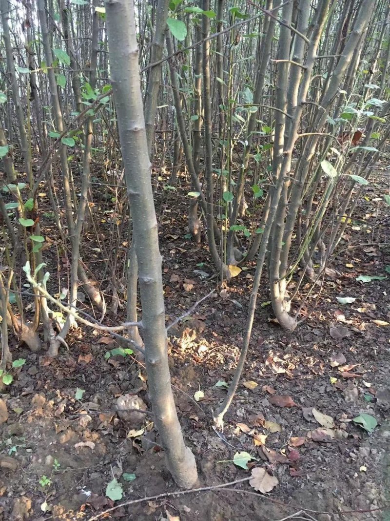 2～13公分八棱海棠树苗，可裸根可土球挖苗。现挖苗现装车