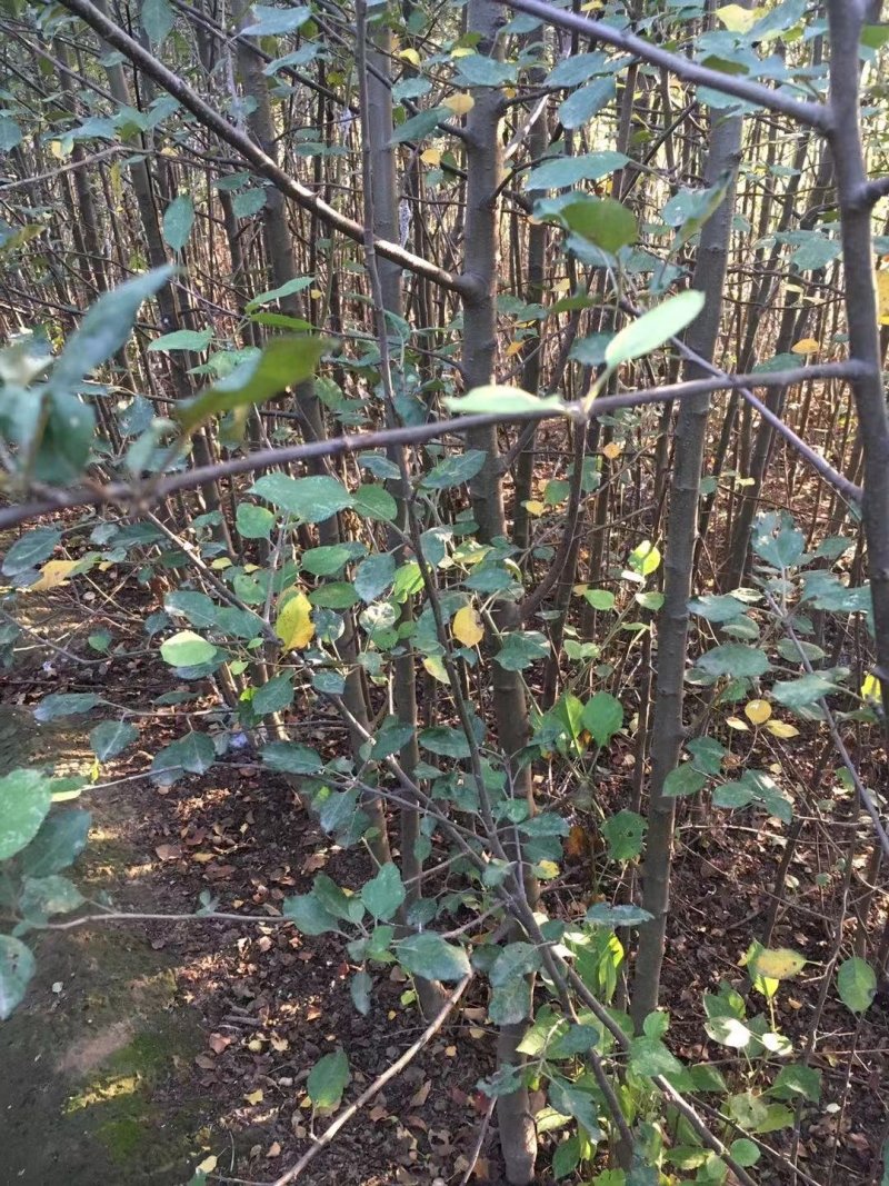 2～13公分八棱海棠树苗，可裸根可土球挖苗。现挖苗现装车