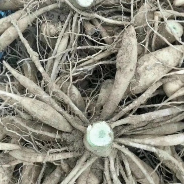 大丽花块根
