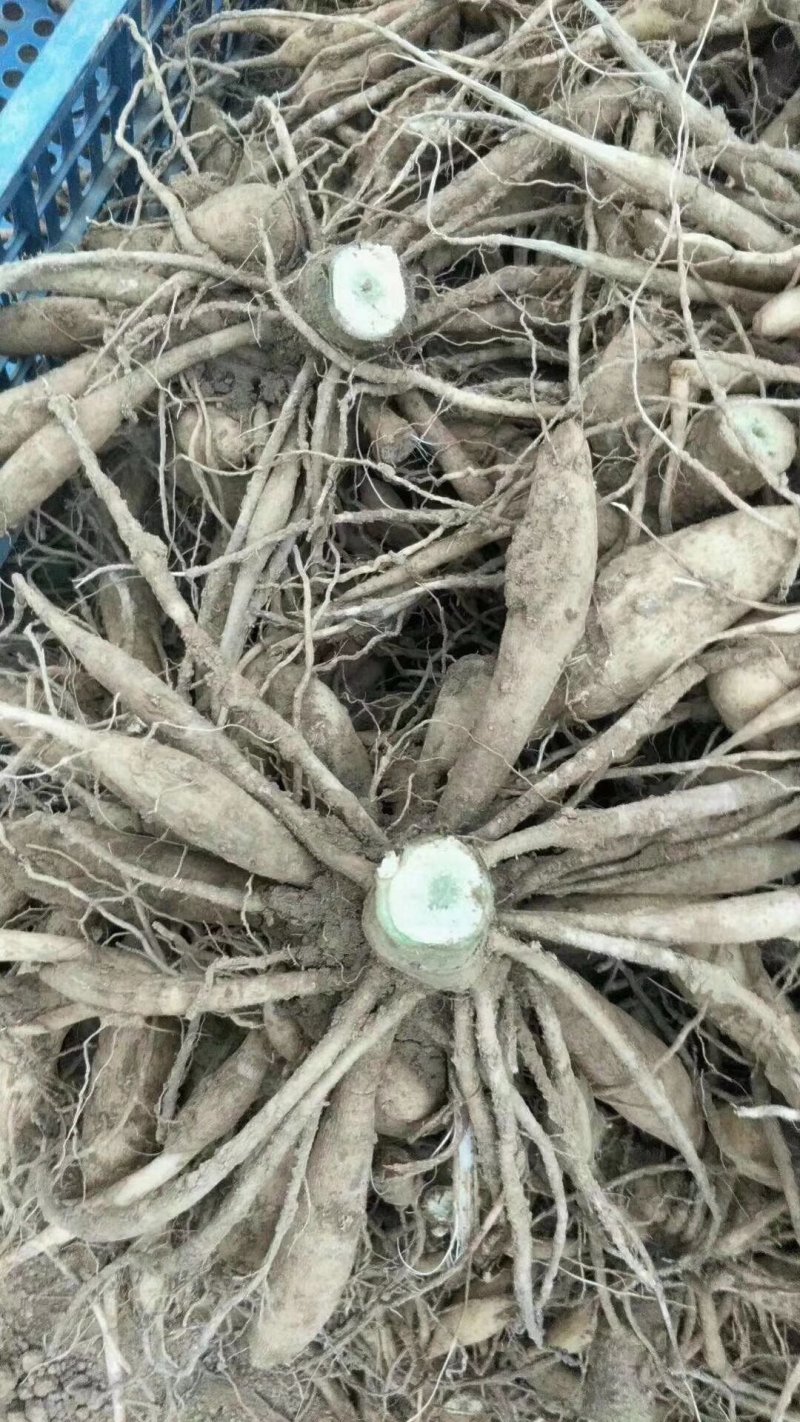 大丽花块根