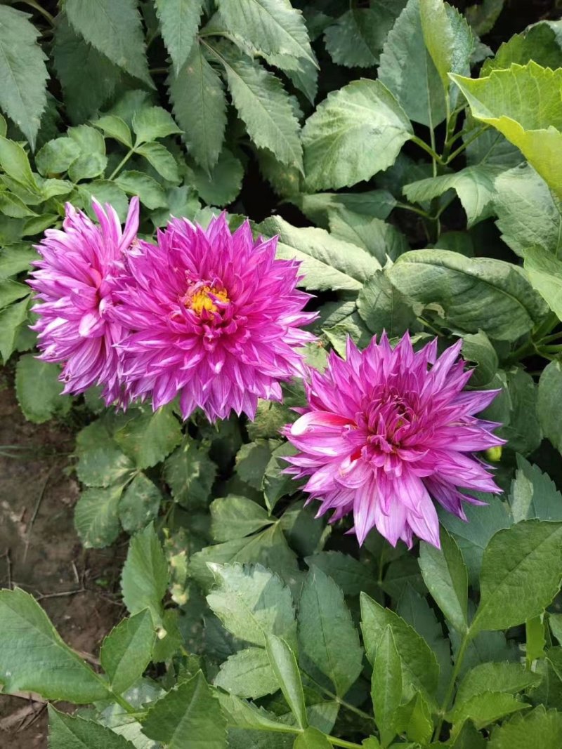 大丽花块根