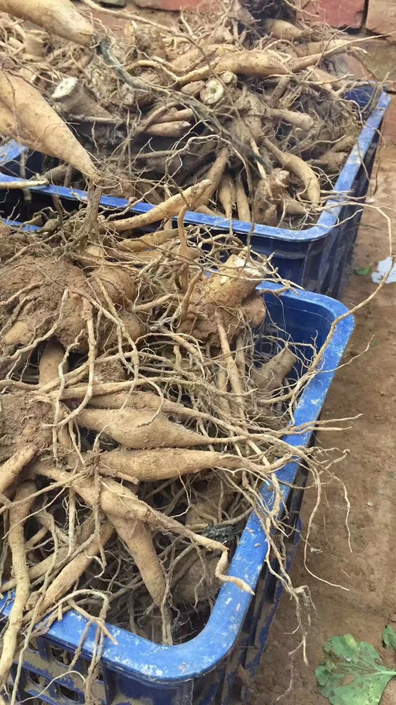大丽花块根