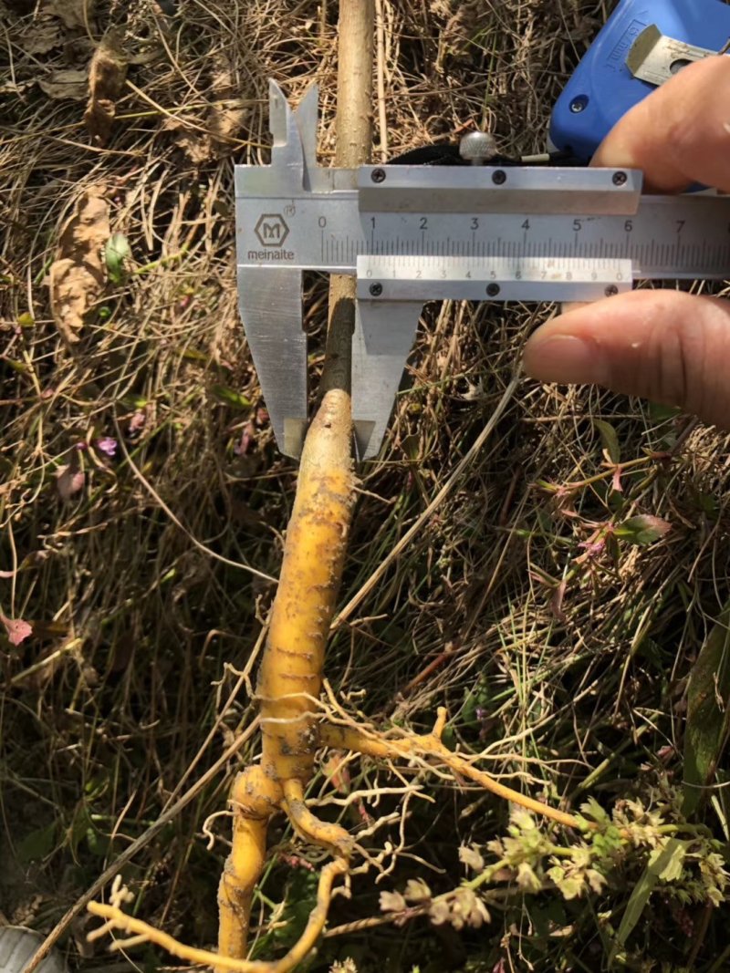 龙山资农合作社黄柏种苗、产地直销货源充足各种规格任您选购