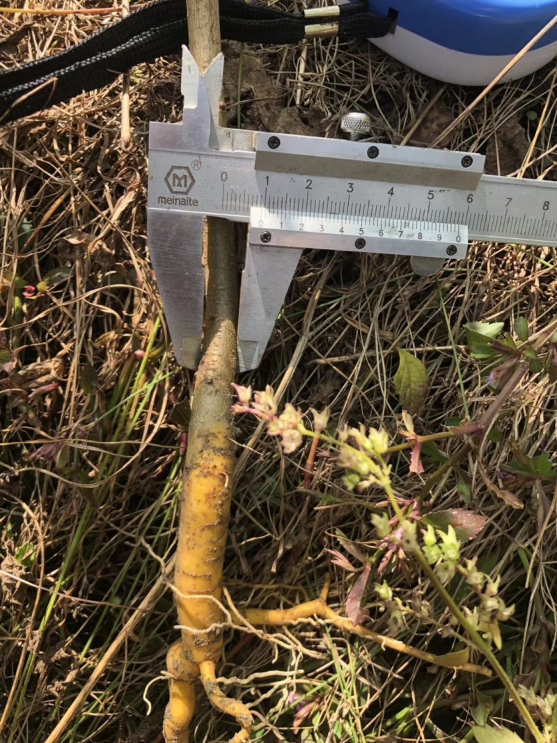 龙山资农合作社黄柏种苗、产地直销货源充足各种规格任您选购
