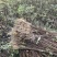 龙山资农合作社黄柏种苗、产地直销货源充足各种规格任您选购