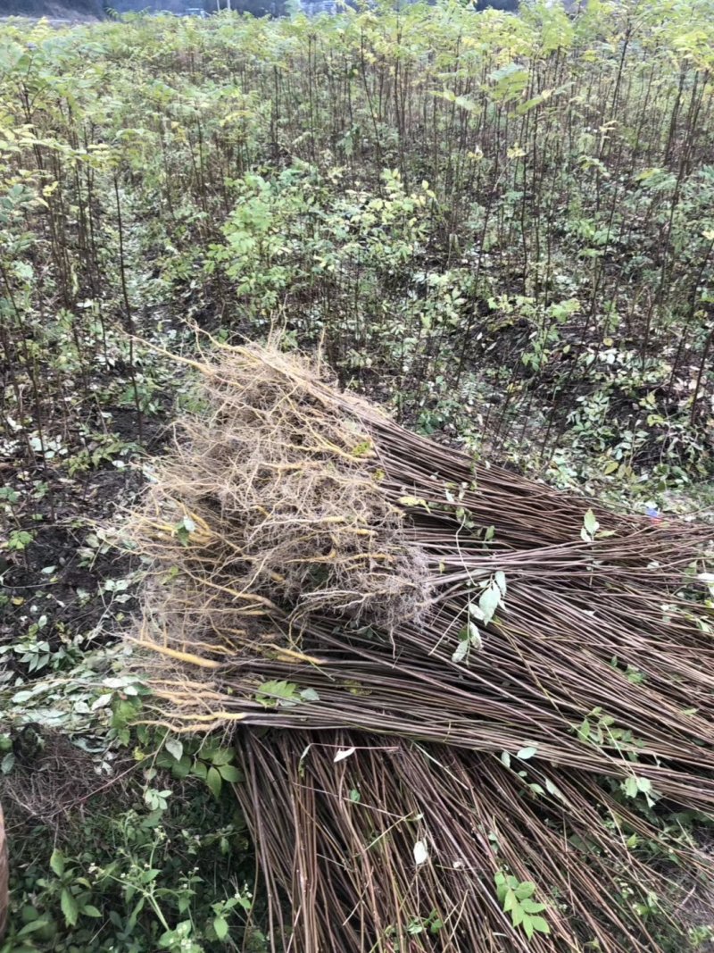 龙山资农合作社黄柏种苗、产地直销货源充足各种规格任您选购