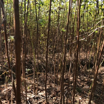 龙山资农合作社黄柏种苗、产地直销货源充足各种规格任您选购