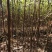 龙山资农合作社黄柏种苗、产地直销货源充足各种规格任您选购